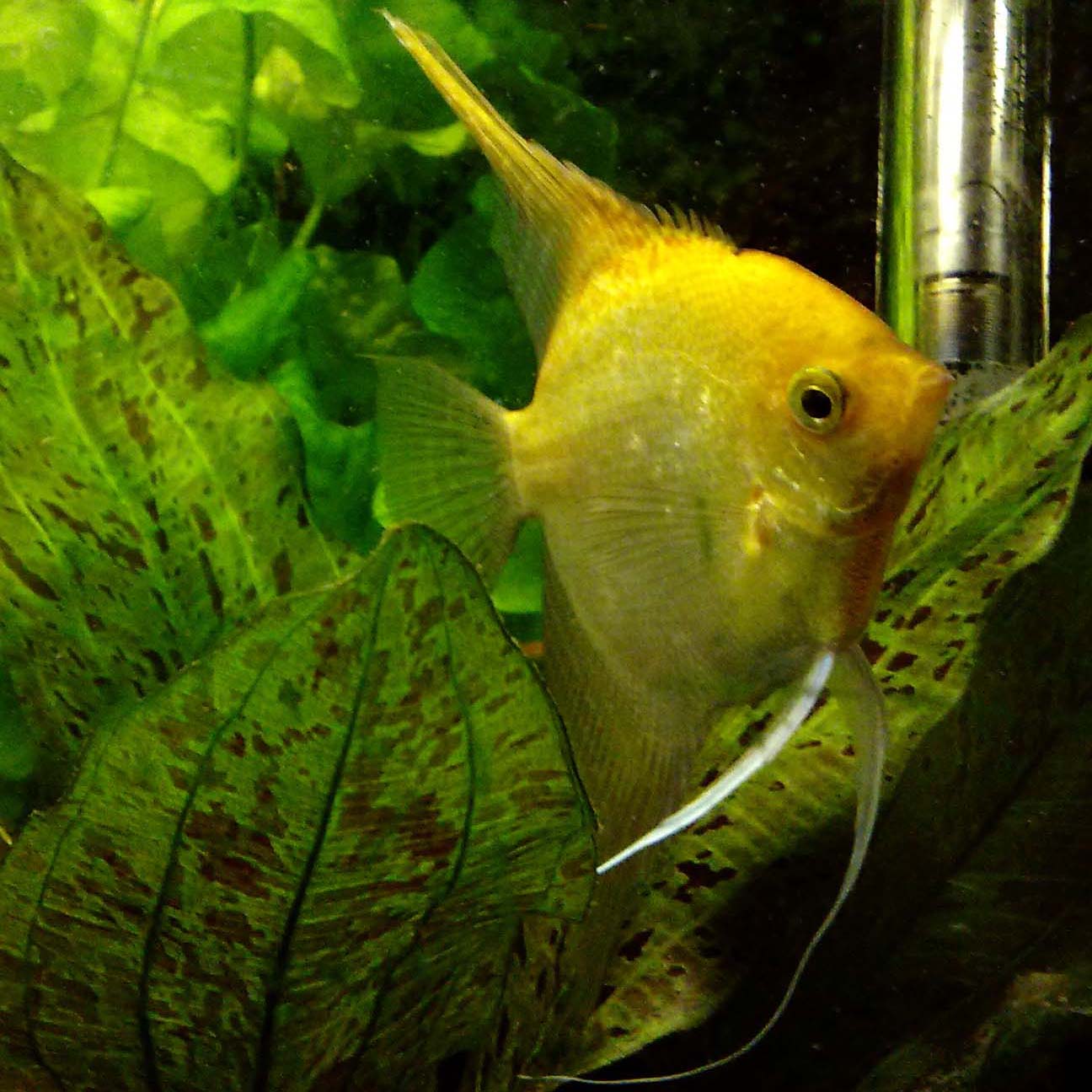 Aquaristik
