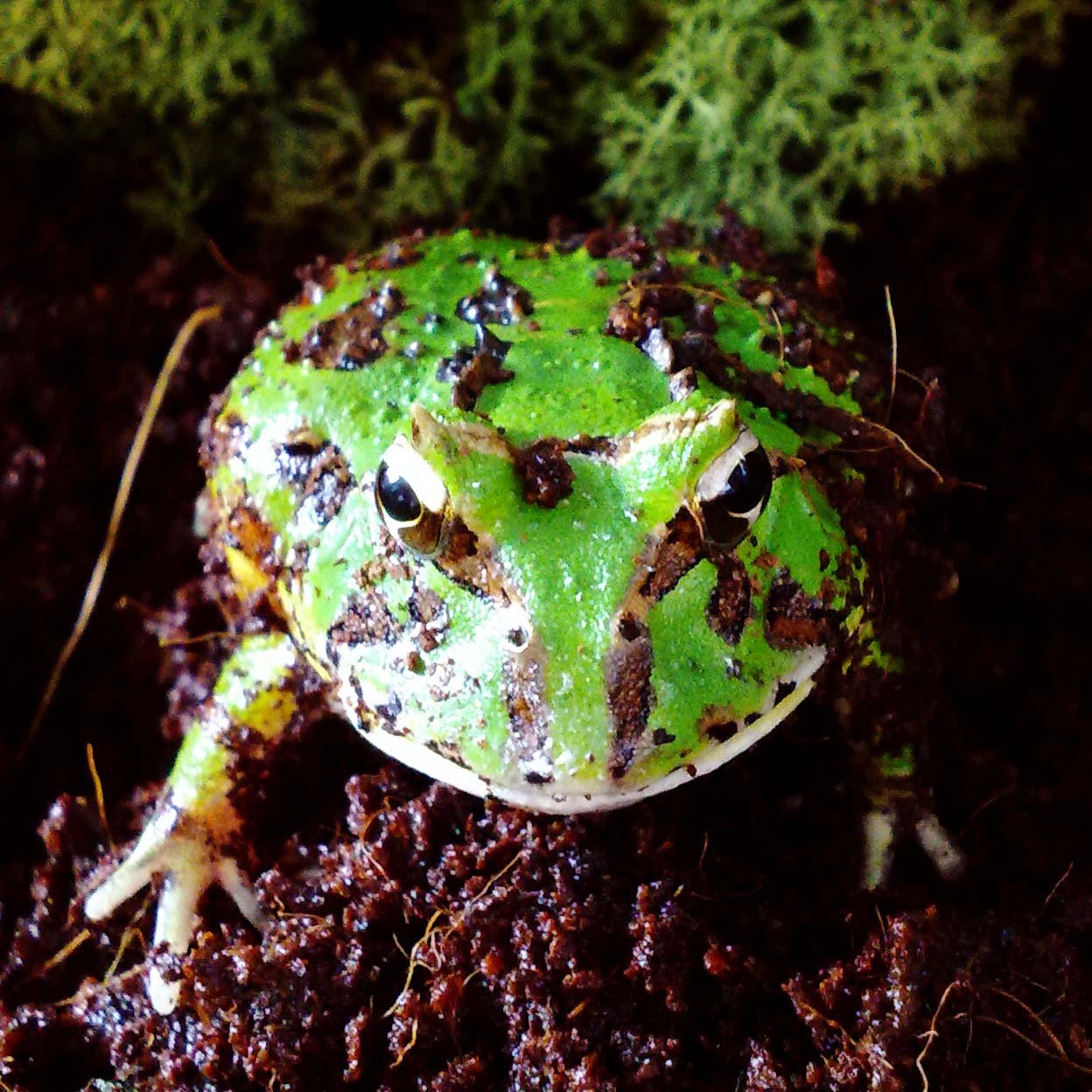 Terraristik